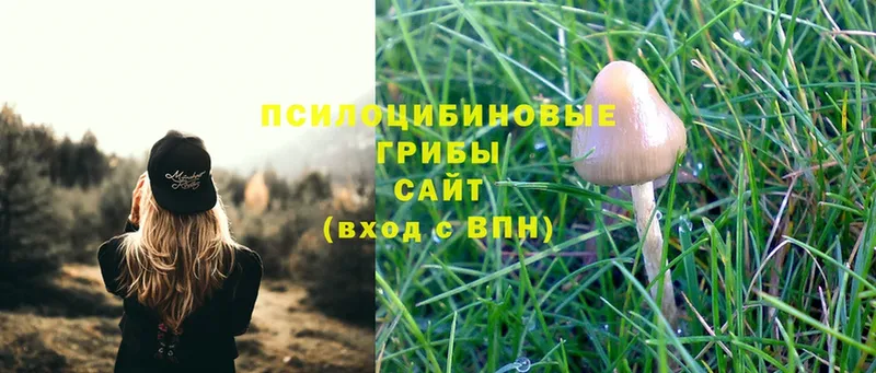 Галлюциногенные грибы Psilocybine cubensis  Оса 